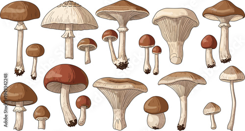 Wild Forest Mushroom Species Vector Illustration Collection Featuring Different Edible and Natural Fungi Types Isolated Botanical Nature Elements Set