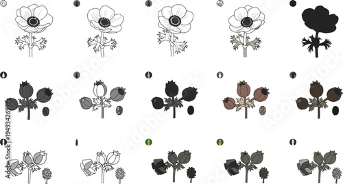 Variety of flower illustrations in different styles and shading techniques