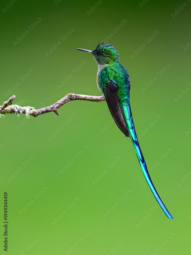 Naklejka premium Male Long-tailed Sylph Hummingbird Perched on Lichen Covered Branch