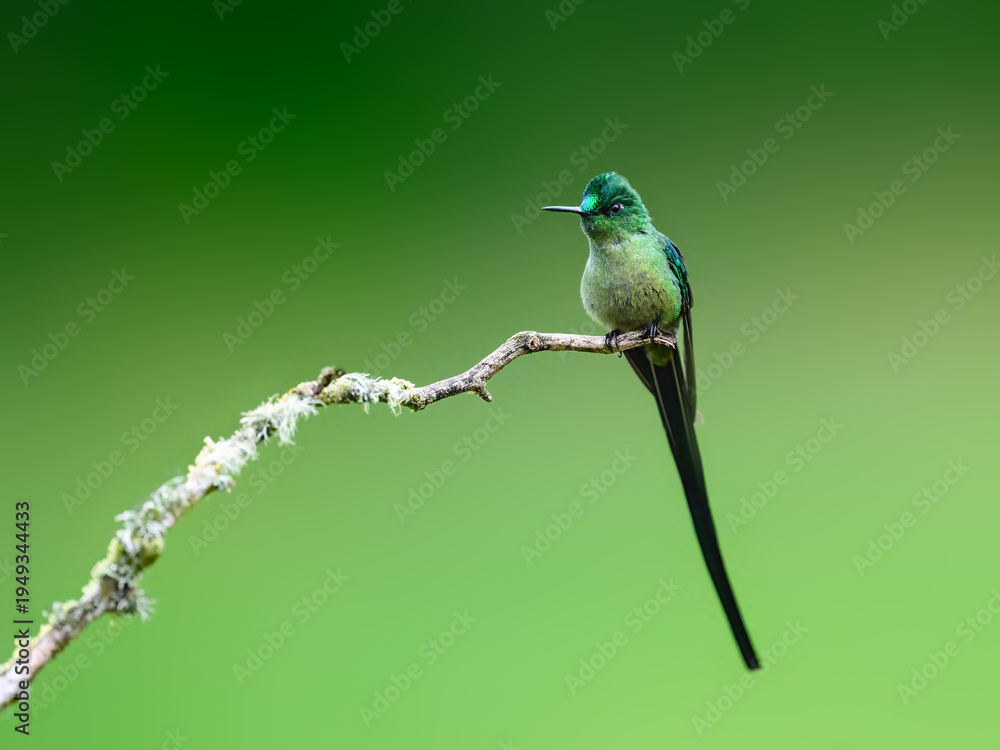 Naklejka premium Male Long-tailed Sylph Hummingbird Perched on Lichen Covered Branch