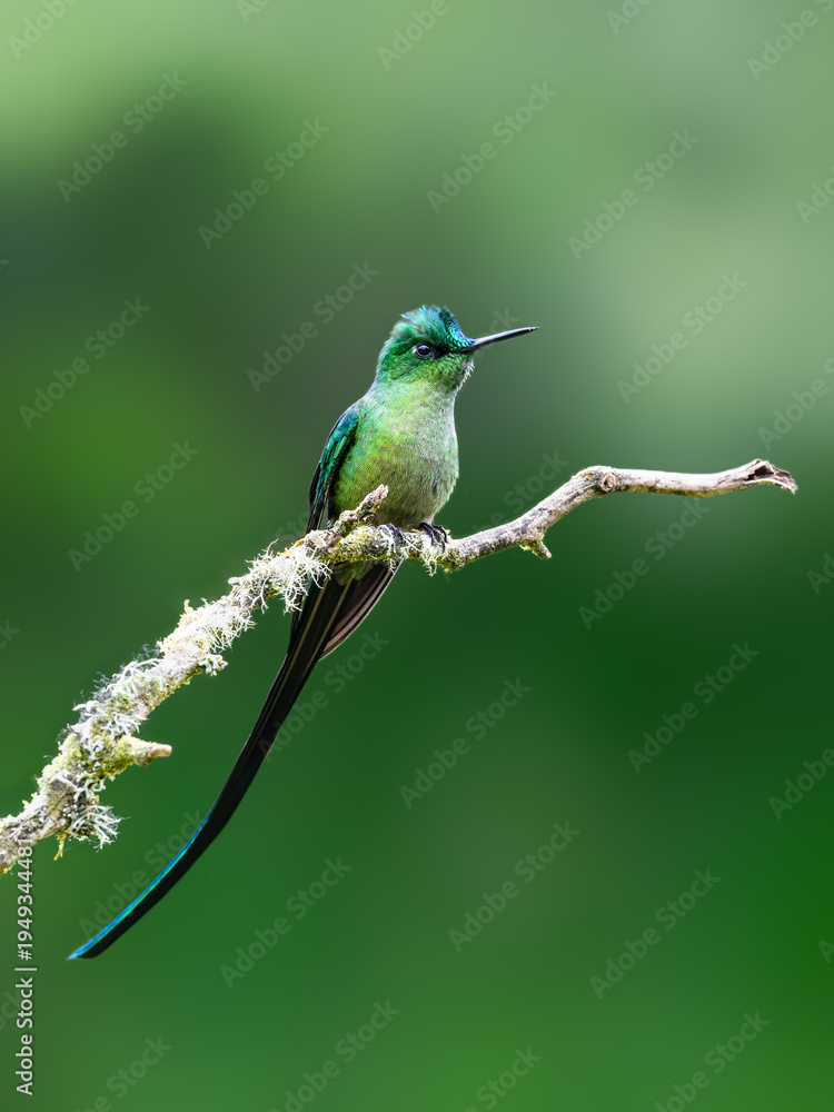 Obraz premium Male Long-tailed Sylph Hummingbird Perched on Lichen Covered Branch