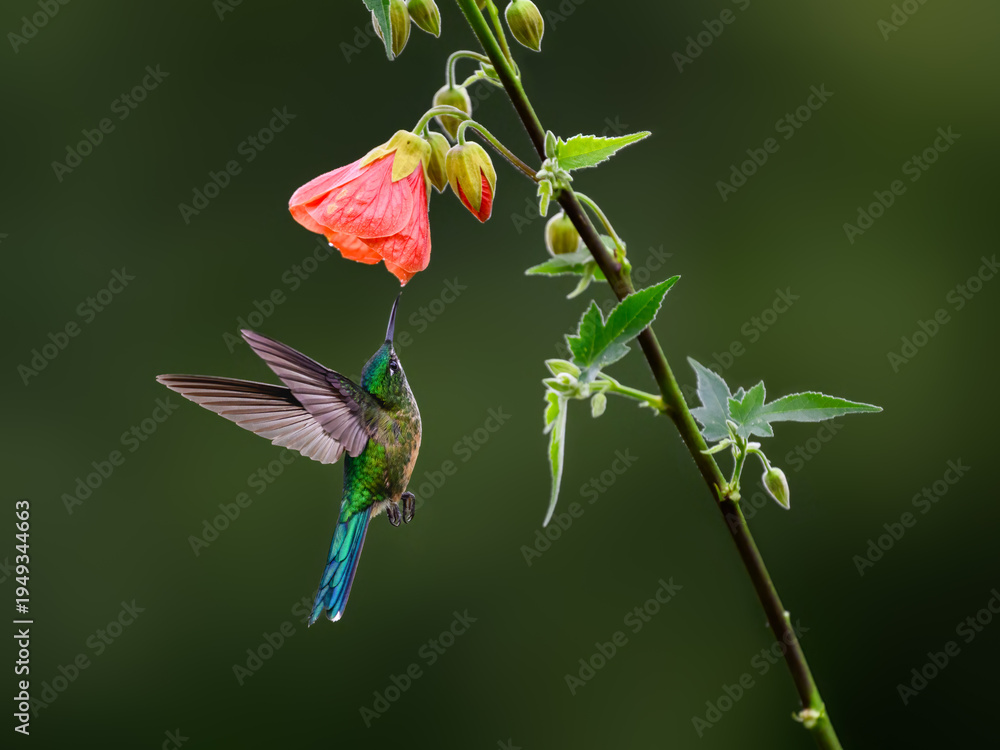 Naklejka premium Female Long-tailed Sylph Hummingbird Hovering and Feeding on Pink Abutilon Flower