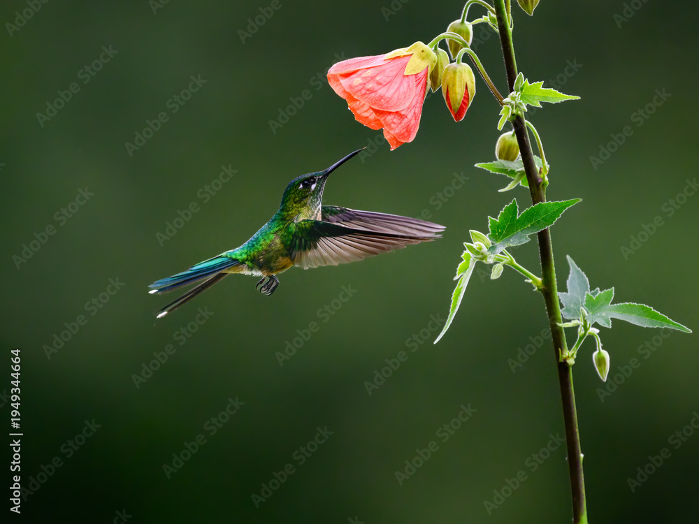 Naklejka premium Female Long-tailed Sylph Hummingbird Hovering and Feeding on Pink Abutilon Flower