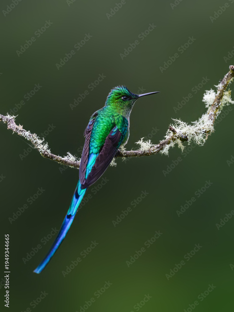 Obraz premium Male Long-tailed Sylph Hummingbird Perched on Lichen Covered Branch