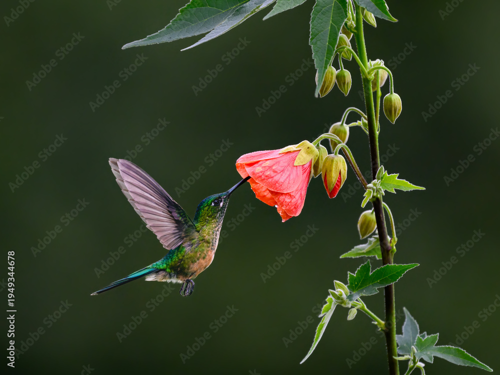 Obraz premium Female Long-tailed Sylph Hummingbird Hovering and Feeding on Pink Abutilon Flower
