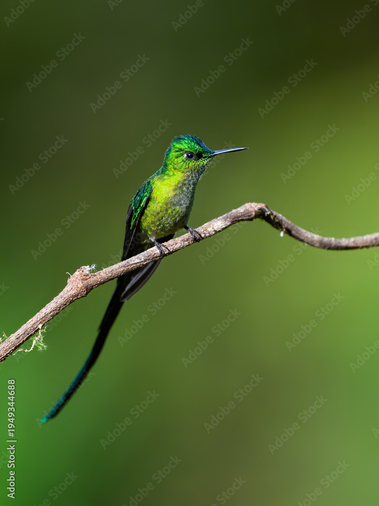 Obraz premium Male Long-tailed Sylph Hummingbird Perched on Lichen Covered Branch