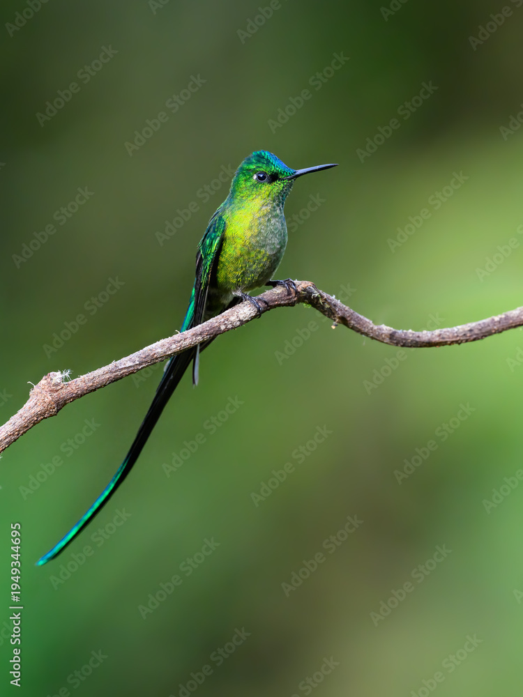 Obraz premium Male Long-tailed Sylph Hummingbird Perched on Lichen Covered Branch