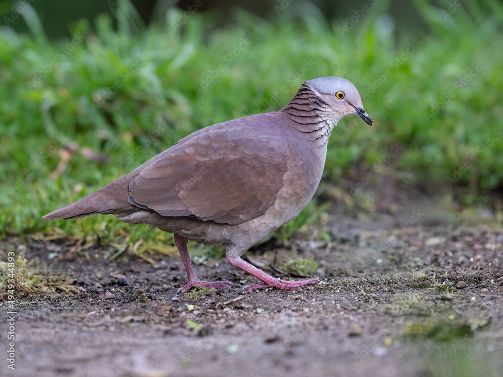 Obraz premium White-throated Quail-Dove Foraging on Ground in High Altitude Forest