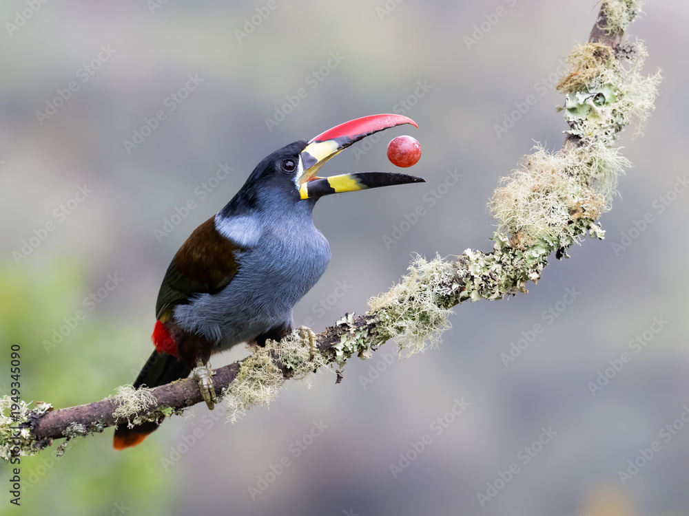 Naklejka premium Gray-breasted Mountain-Toucan Tossing Red Berry into the Air