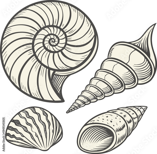 A detailed illustration showcasing various seashells, arranged in a visually engaging composition. The image displays diverse seashell types, each rendered with meticulous detail. The seashells exhibi