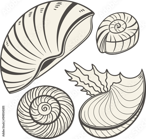 A detailed illustration showcasing various seashells, arranged in a visually engaging composition. The image displays diverse seashell types, each rendered with meticulous detail. The seashells exhibi