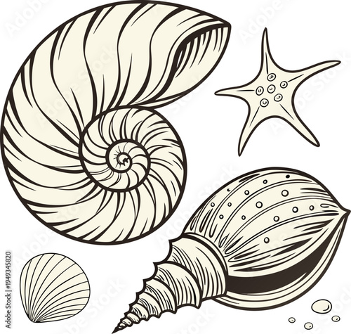 A detailed illustration showcasing various seashells, arranged in a visually engaging composition. The image displays diverse seashell types, each rendered with meticulous detail. The seashells exhibi