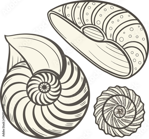 A detailed illustration showcasing various seashells, arranged in a visually engaging composition. The image displays diverse seashell types, each rendered with meticulous detail. The seashells exhibi