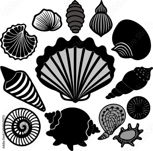 A detailed illustration showcasing various seashells, arranged in a visually engaging composition. The image displays diverse seashell types, each rendered with meticulous detail. The seashells exhibi