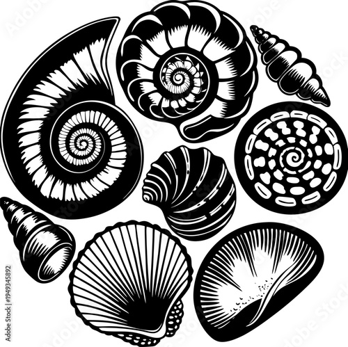 A detailed illustration showcasing various seashells, arranged in a visually engaging composition. The image displays diverse seashell types, each rendered with meticulous detail. The seashells exhibi