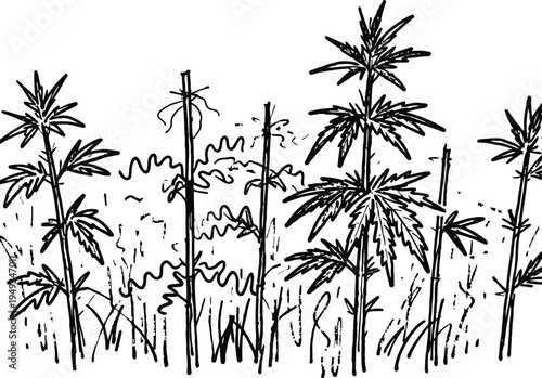 Outline sketch of cannabis plants with detailed leaves and stems in natural growth environment
