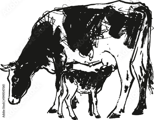 mother cow nursing calf with black and white sketch illustration