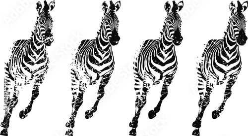 running zebras in black and white stripes, wild african animals in motion isolated on white background