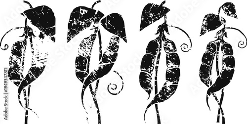 black ink botanical silhouettes of entwined pea pods with leaves and tendrils isolated on white