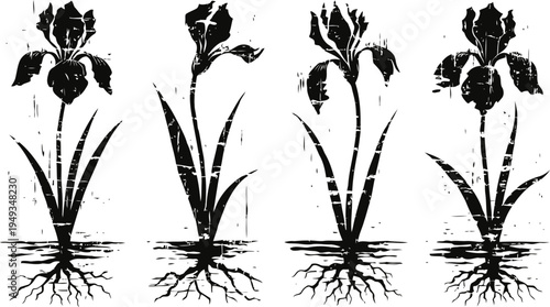 iris flower growth stages illustration with roots and leaves detailed botanical diagram