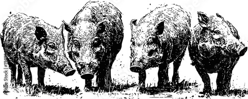 Four vintage wild boars standing and grazing in nature black and white ink illustration of forest animals