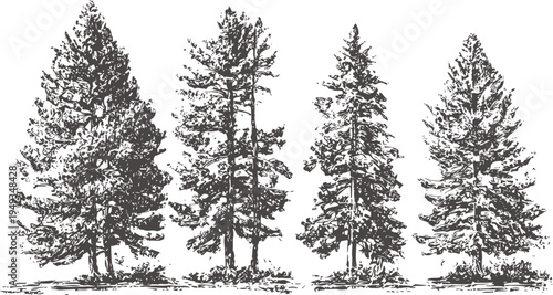 Four detailed pine tree illustrations, vintage hand drawn evergreen forest conifer trees