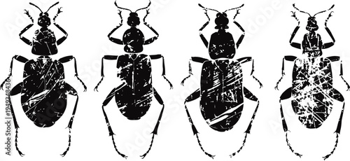 black silhouette of crawling beetles with textured scratched grunge effect isolated on white