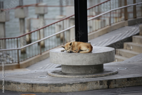 태국 길거리에서 낮잠을 자고 있는 유기견들의 평화로운 모습

