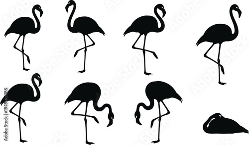 Black flamingo silhouette set on white background, tropical bird collection with various poses including standing on one leg and feeding, summer wildlife
