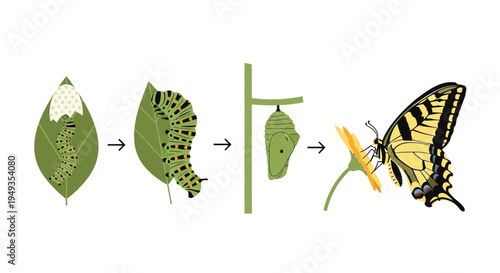 The life cycle of a swallowtail butterfly from egg to adult