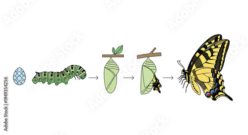 The life cycle of a butterfly egg larva pupa and adult stages