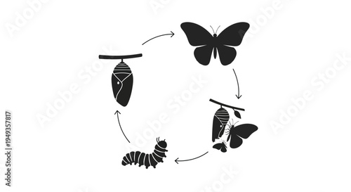 Butterfly metamorphosis cycle illustrated with silhouetted stages of development