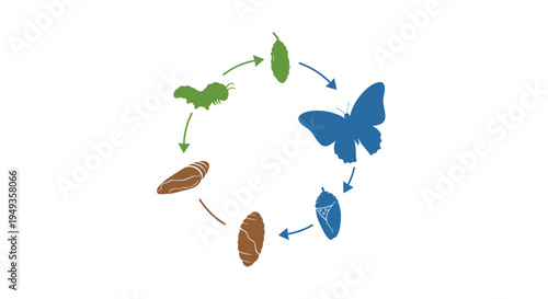The life cycle of a butterfly illustrated with simple cartoon images