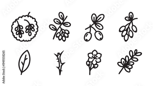 Botanical Elements: Leaves Berries Thorns and Flower Icons