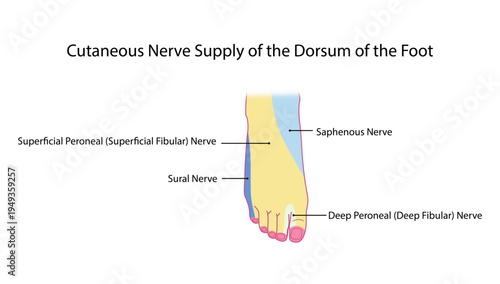 Cutaneous Nerve Supply of the Dorsum of the Foot, Anatomical diagram illustrating the sensory nerve distribution on the dorsum of the foot including the superficial fibular, deep fibular, sural.