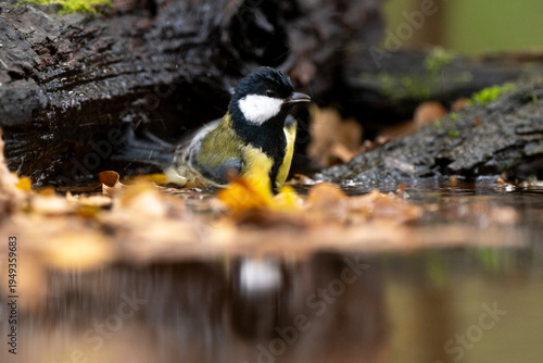 Mésange charbonnière,