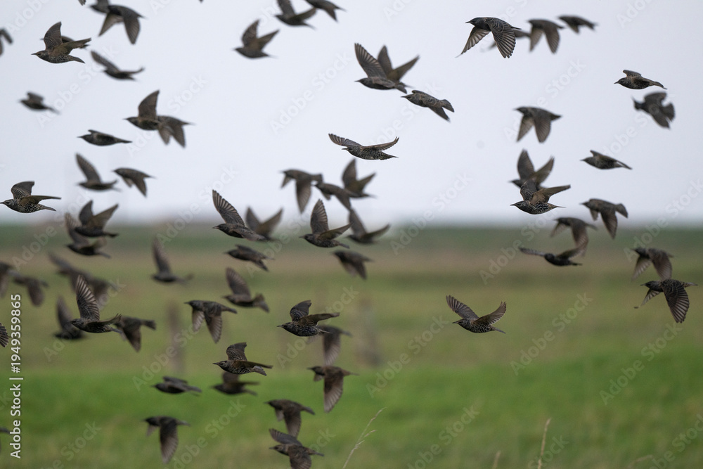 Fototapeta premium Etourneau sansonnet