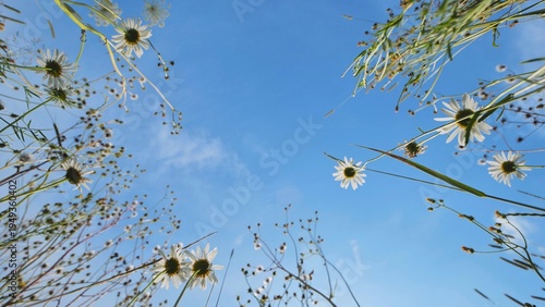 Foto Blooming daisies and Heracleum growing from a low angle view into a bright blue