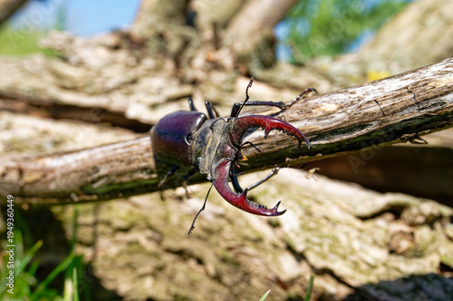 Bilde på lerret The majestic stag beetle is a remarkable insect, captured in vivid detail with impressive mandibles