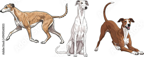 Galgo Español dog sitting play bow playful trotting walking pose set