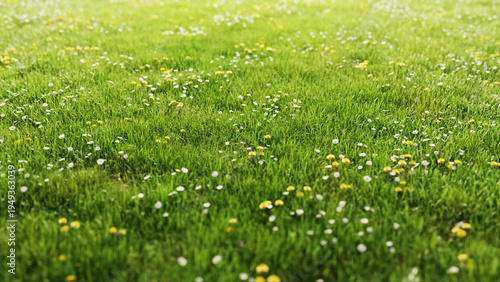 Bright green grass with daisies and yellow dandelions
