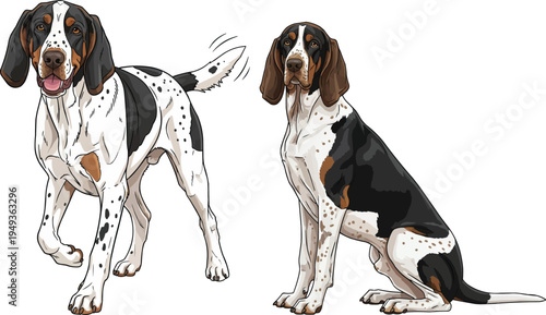 Gascon Saintongeois dog sitting side view happy playful pose set