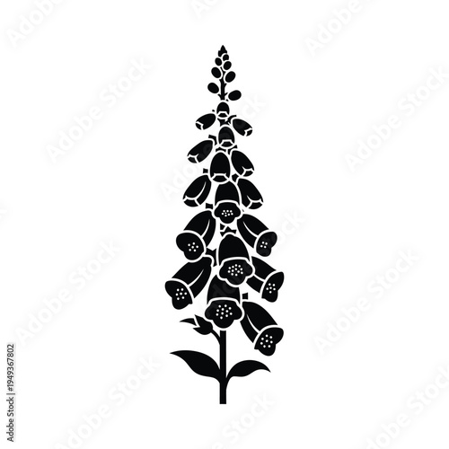 Black foxglove flower silhouette on white background