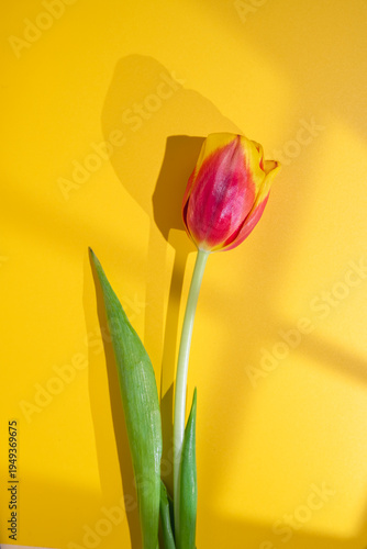 Tableau sur toile Vibrant red and yellow tulip standing vertical against a bright yellow backgroun