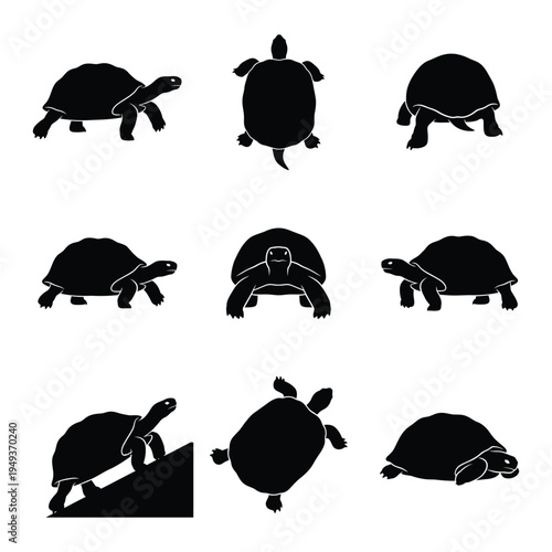 starfish, silhouette, vector, icon, set, sea star, marine life, ocean, beach, nautical, coastal, aquatic, summer, nature, animal, symbol, illustration, black, isolated, white background, minimalist, h