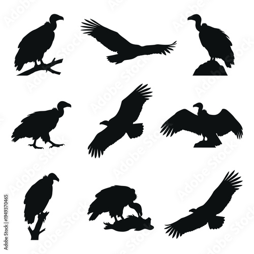 Vulture and Condor Silhouette Vector Set - Scavenger Birds in Flight and Perched