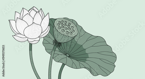 Detailed line drawing of a blooming lotus flower alongside its seed pod and a large lily pad leaf on a soft green background.