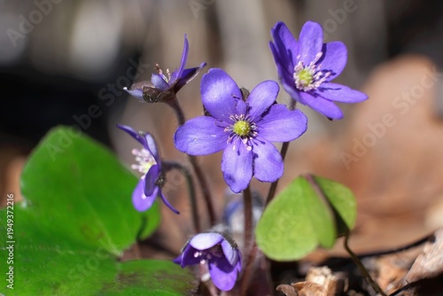 Foto Group of the anemone hepatica kidneywort - violet spring flowers