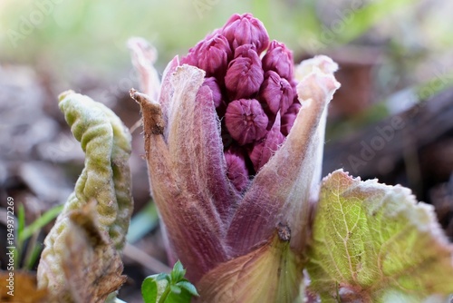 Flowers of pink butterbur (Petasites hybridus) - it is medicinal plant