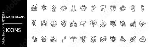 Detailed collection of human organ and anatomical body part line icons